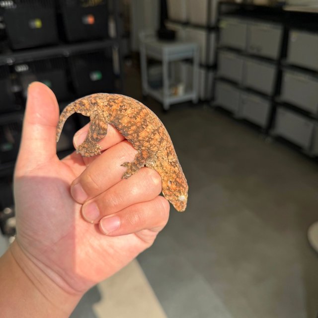 Tru color Leapin Leachies High color