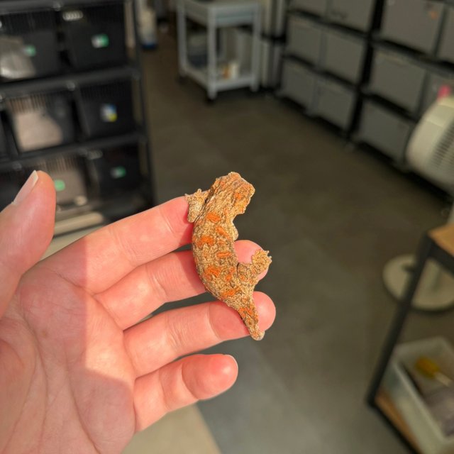 Tru color High color