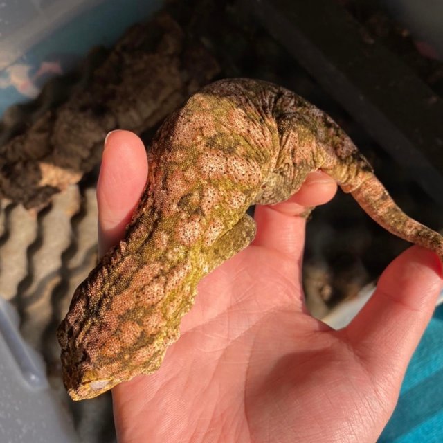 Lieberman High color