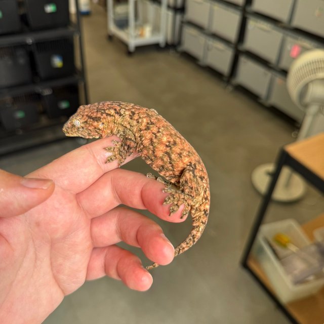 High color Lieberman