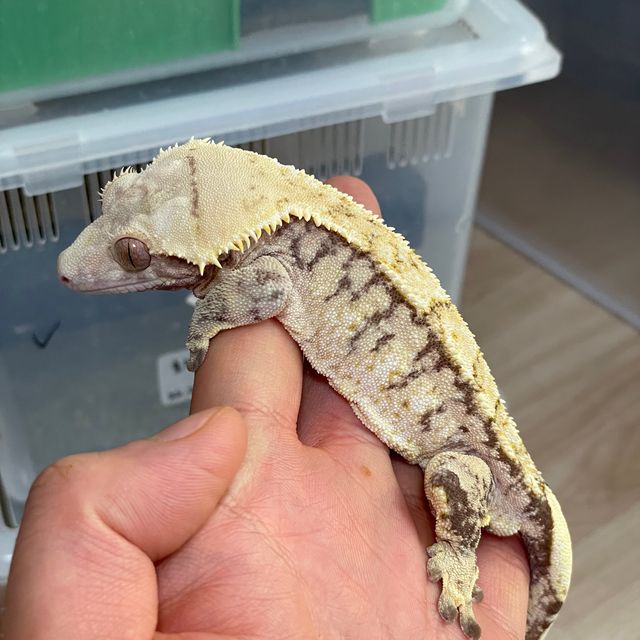 트라이 익스트림할리퀸 바브