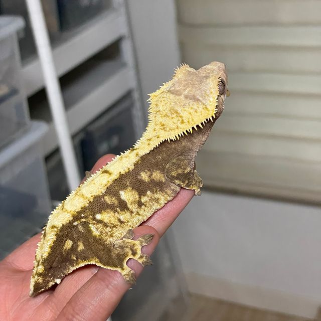 노멀 익스트림할리퀸 할리퀸 트라이
