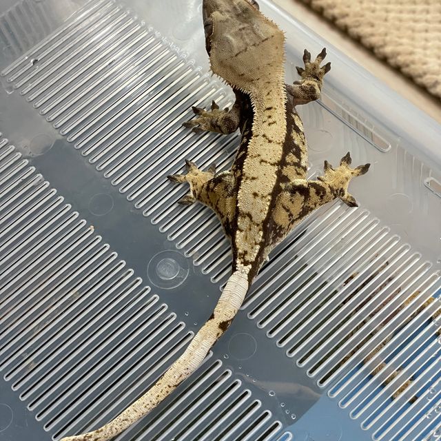 익스트림할리퀸 바브