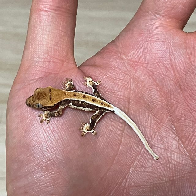 바브 릴리화이트