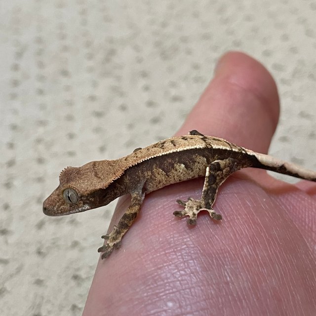 익스트림할리퀸