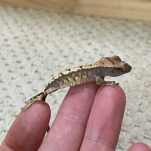 익스트림할리퀸