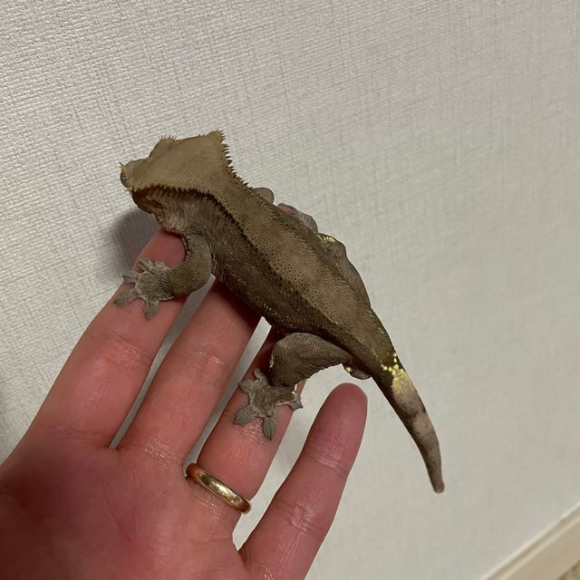 패턴리스 챠콜