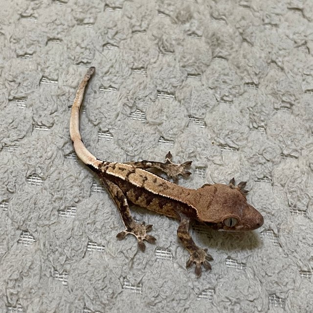 익스트림할리퀸