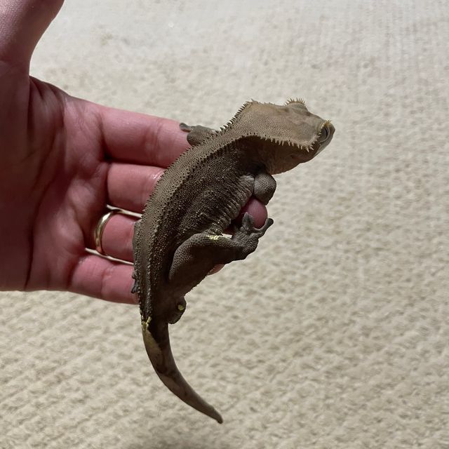 패턴리스 챠콜