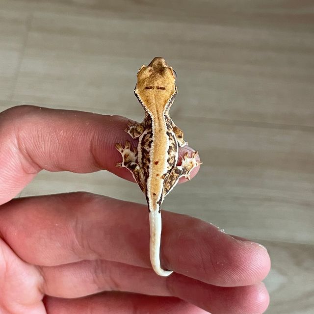 릴리화이트 트라이