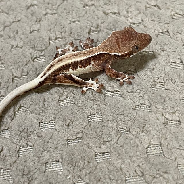 프라푸치노