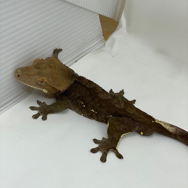 벅스킨 다크