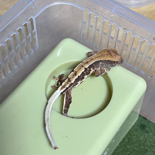 릴리화이트 바브