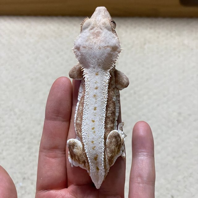 릴리화이트 레드