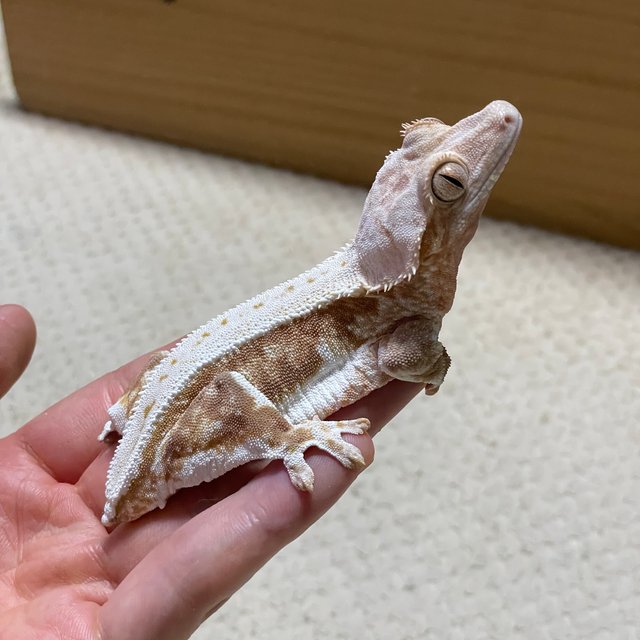 릴리화이트 레드