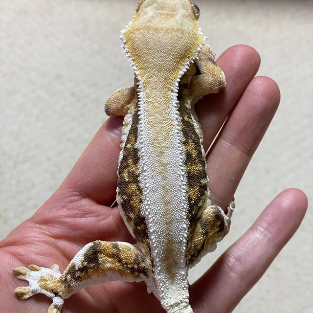 릴리화이트 트라이