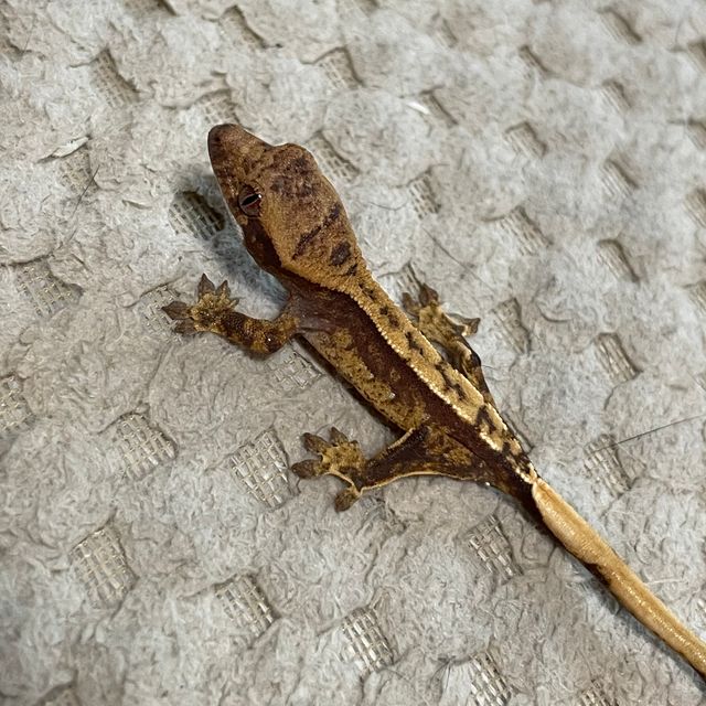 트라이 로키