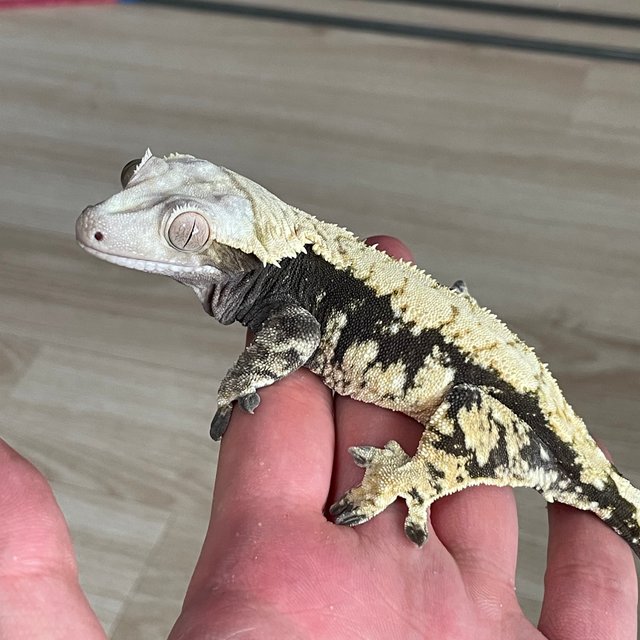 익스트림할리퀸