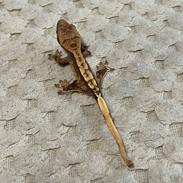 트라이 로키