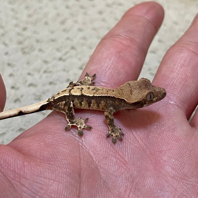 익스트림할리퀸