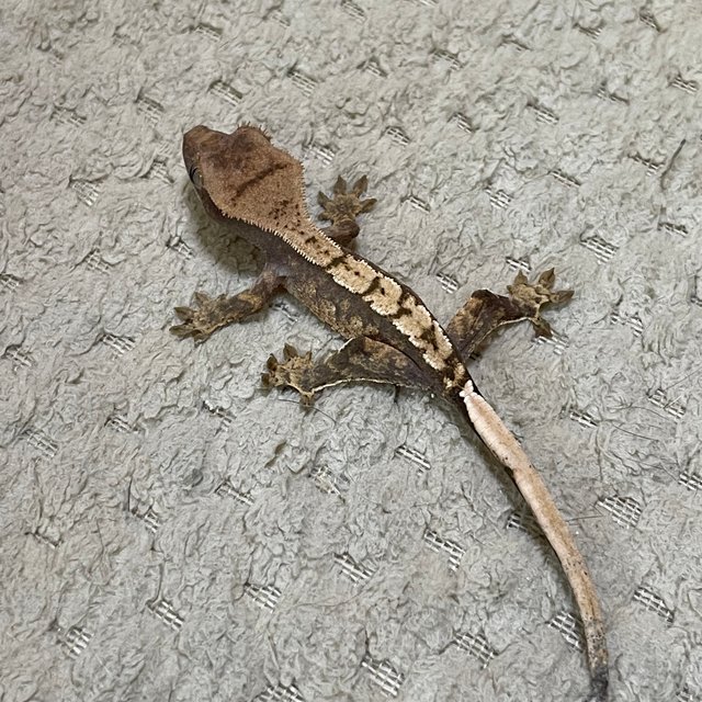 익스트림할리퀸