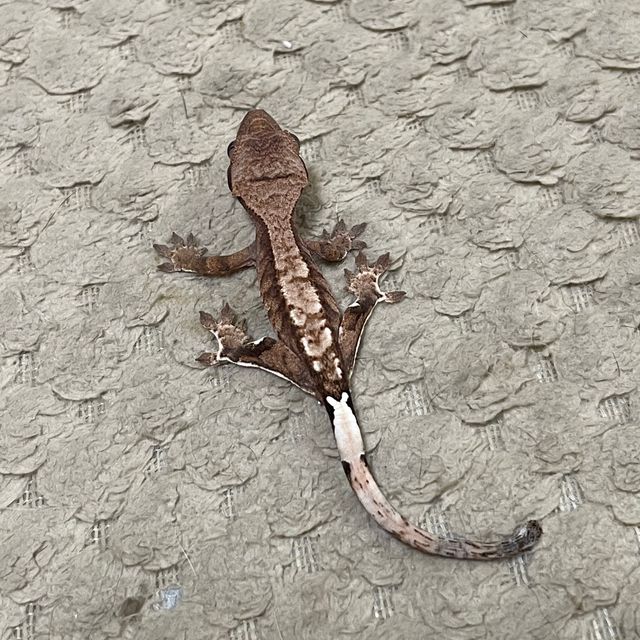 카푸치노 트라이