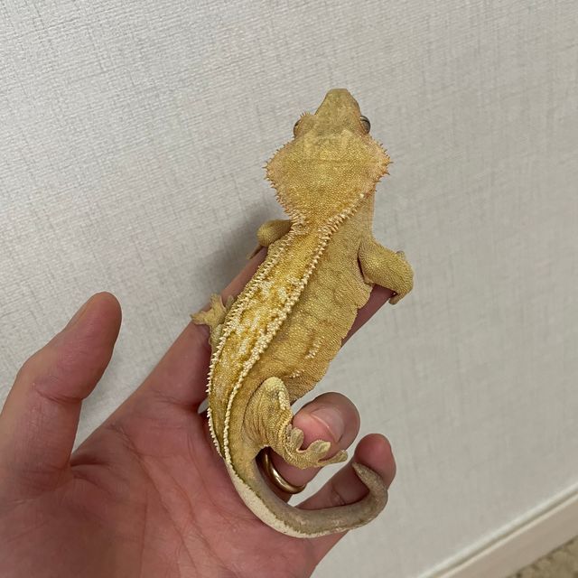 크림시클