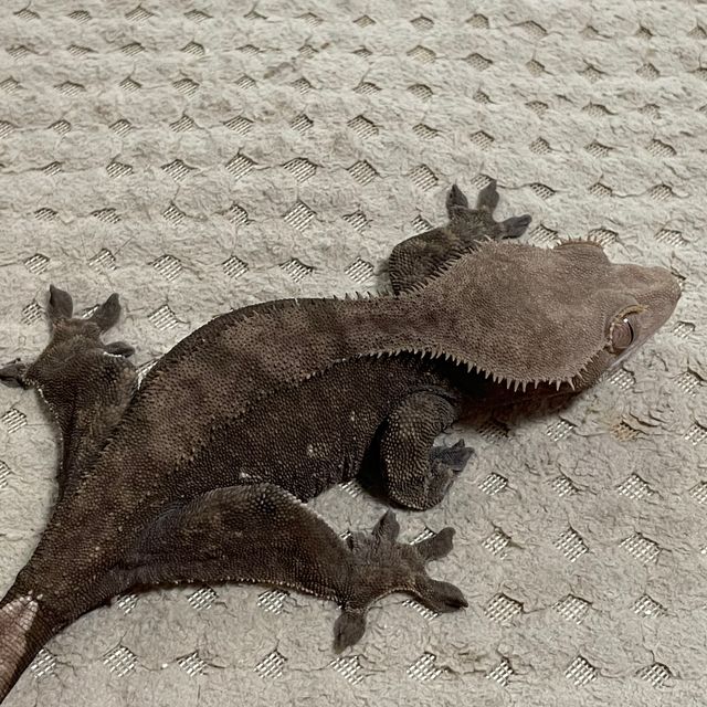 알티 챠콜 다크