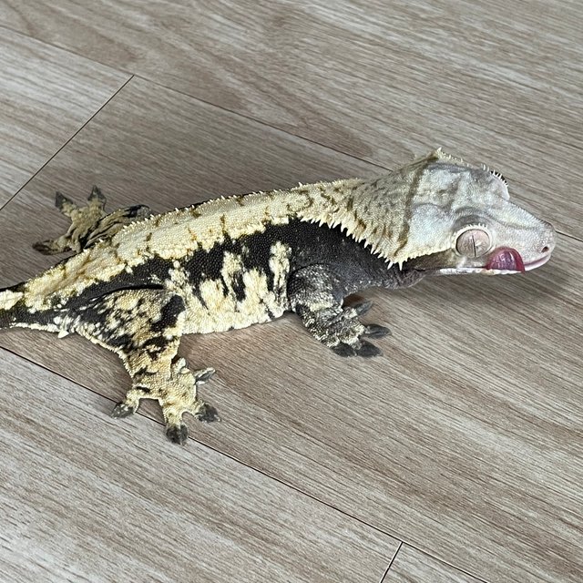 익스트림할리퀸