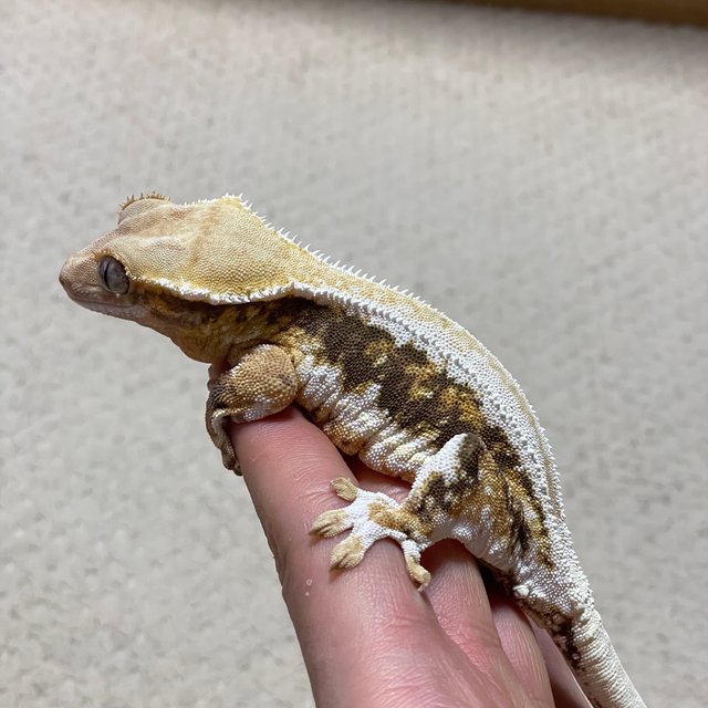 릴리화이트 트라이