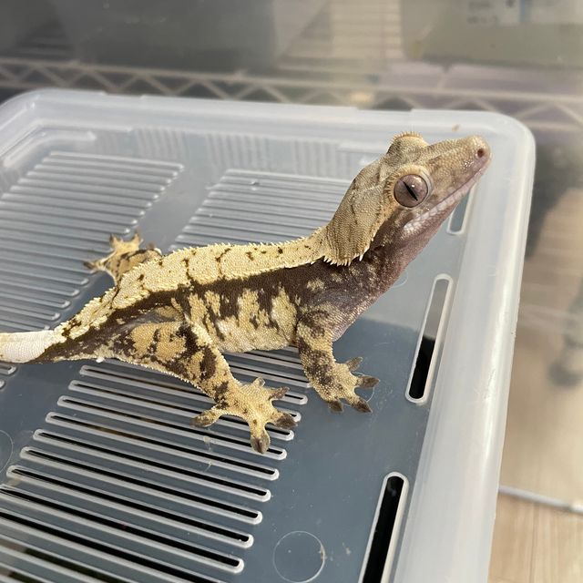 익스트림할리퀸 바브