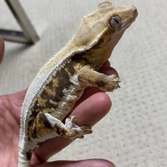 릴리화이트 트라이