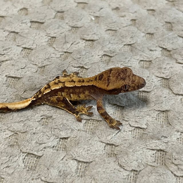트라이 로키