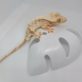 릴리화이트 옐로우 크림시클