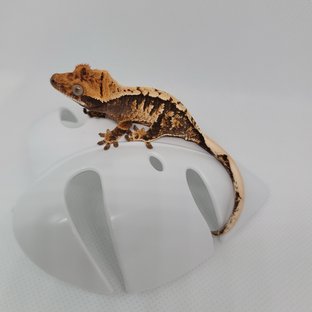 노멀 100%헷아잔틱