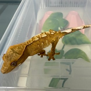 옐로우 크림시클