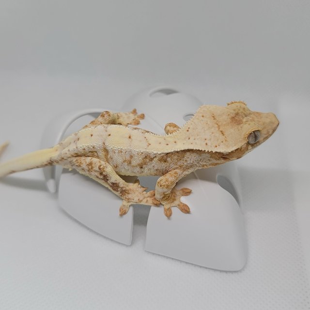 릴리화이트 옐로우 크림시클