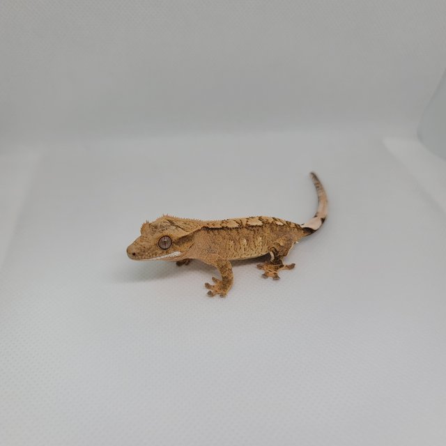 옐로우 크림시클