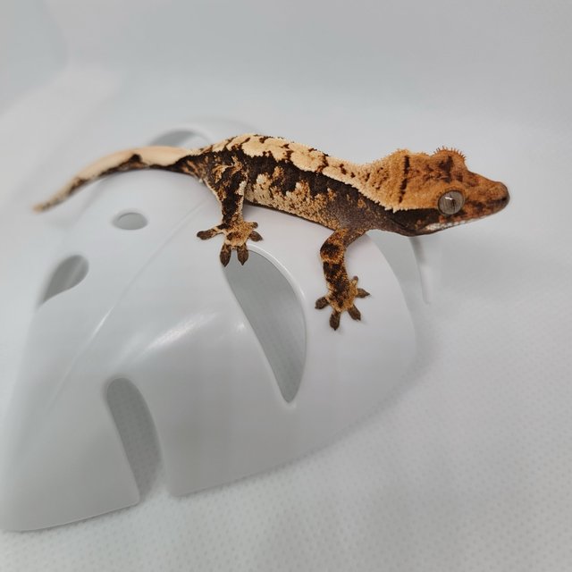 노멀 100%헷아잔틱