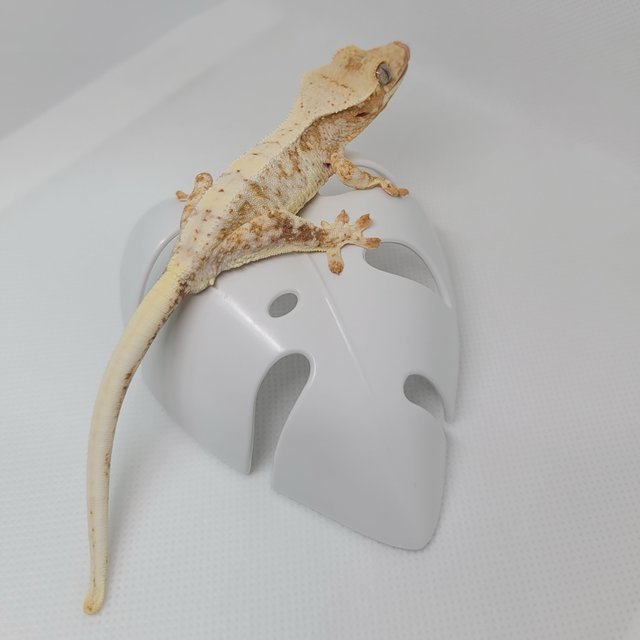 릴리화이트 옐로우 크림시클