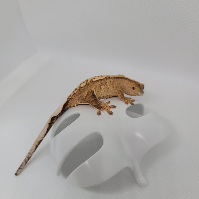 옐로우 크림시클