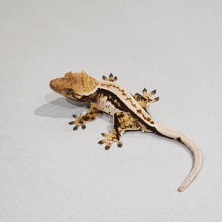 White Pin Tri Quad Full Pinstripe