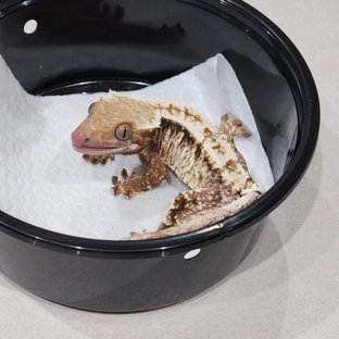 드리피 화이트스팟 화이트크라운 화이트핀 카푸치노