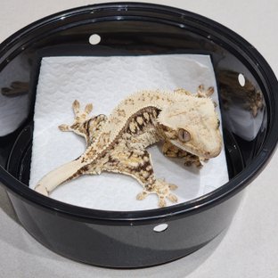 Drippy Quad White Spot