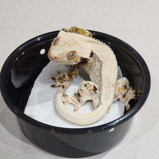 Normal Drippy White Spot Solid Back