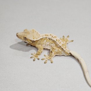 White Pin Tri White Spot Quad