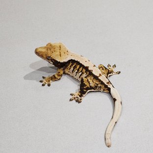 트라이 익스트림할리퀸 화이트핀