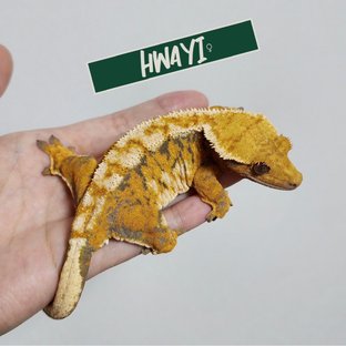 화이
