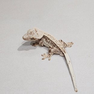 풀핀 드리피 화이트스팟 쿼드