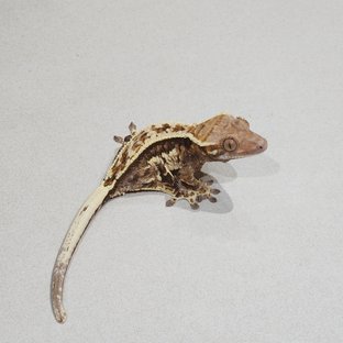 화이트핀 카푸치노